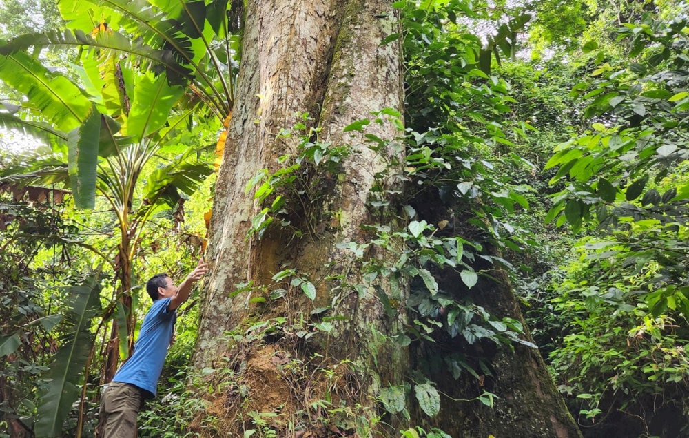 Visitors not only admire the majestic beauty but also feel the ancient presence of this thousand-year-old tree